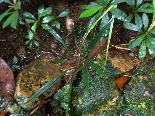 Air Terjun Resun Pulau LINGGA【AZ1011-1】 : ホシクサと