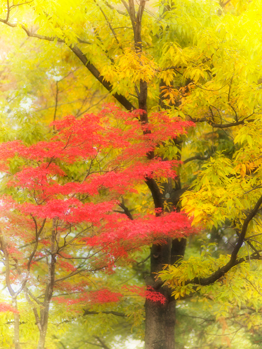ご近所紅葉~続き~_a0161380_12131726.jpg