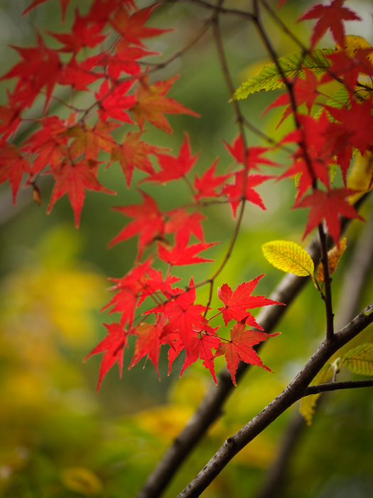 ご近所紅葉~続き~_a0161380_12182892.jpg