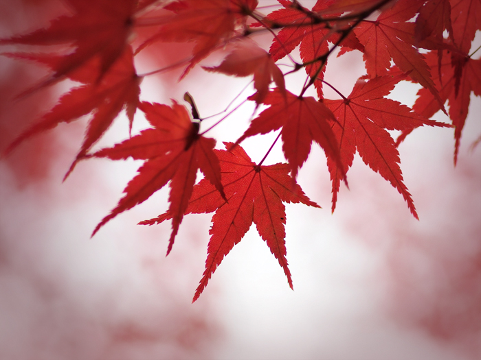 ご近所紅葉~続き~_a0161380_1220883.jpg