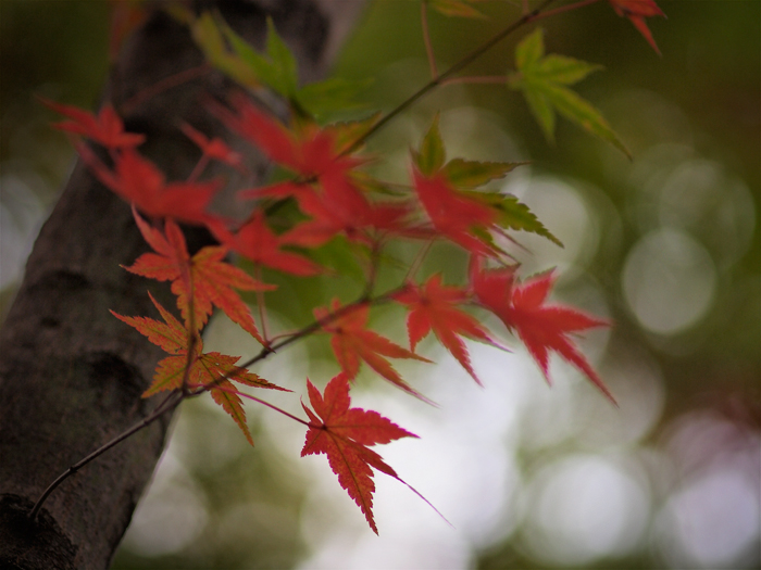 ご近所紅葉~続き~_a0161380_12211694.jpg