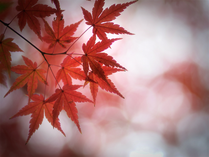 ご近所紅葉~続き~_a0161380_12222341.jpg
