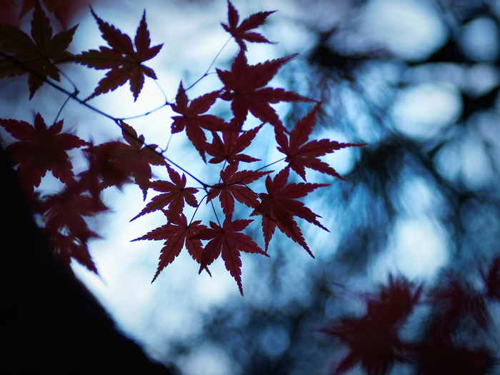 ご近所紅葉~続き~_a0161380_12233892.jpg
