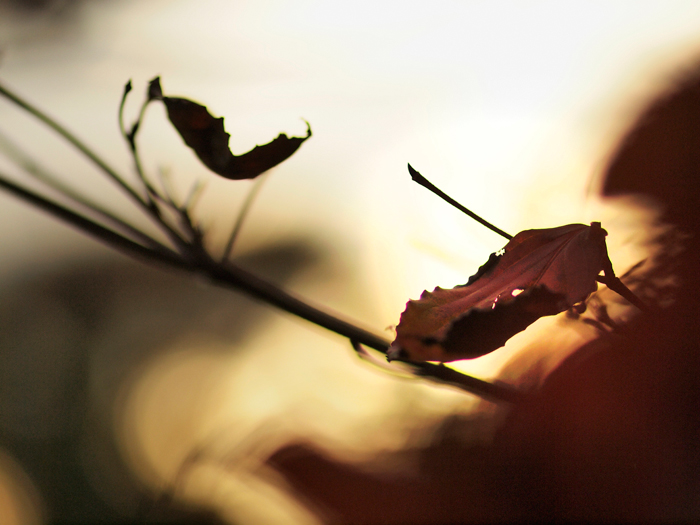 ご近所紅葉~続き~_a0161380_1225836.jpg