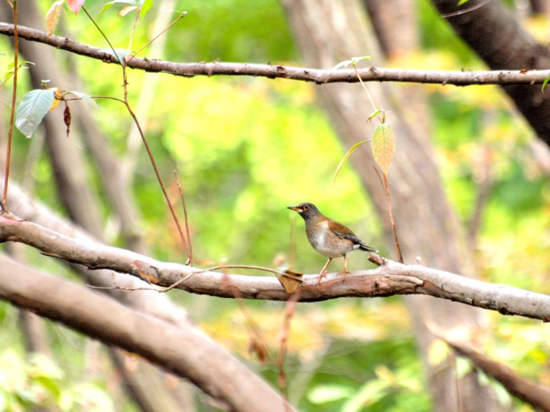 冬鳥さん　　シロハラ_c0061282_16451427.jpg