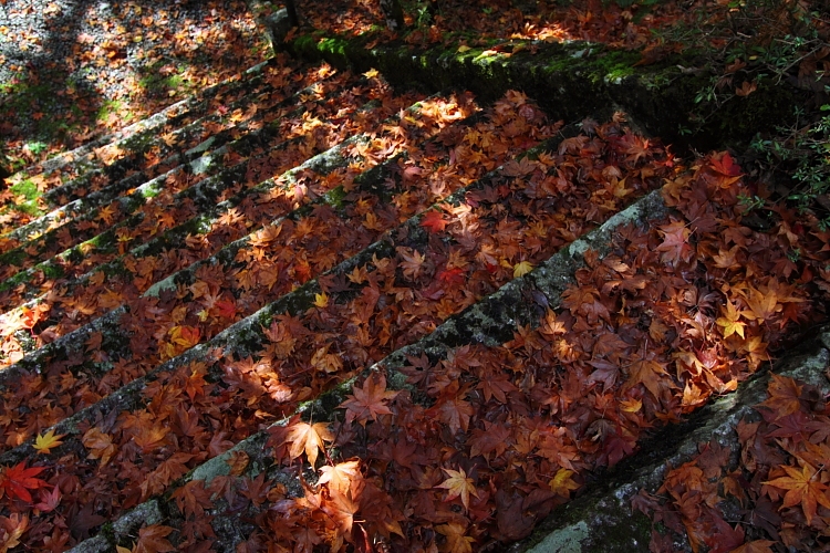 常照皇寺_e0051888_22121556.jpg