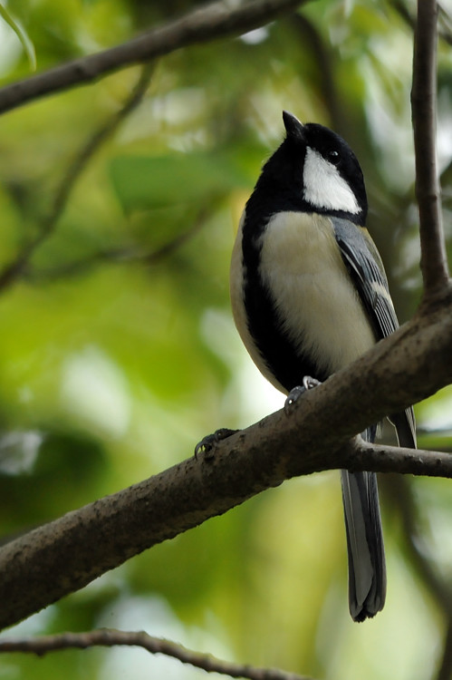 2011 11 16　公園鳥撮影_a0143491_20552822.jpg