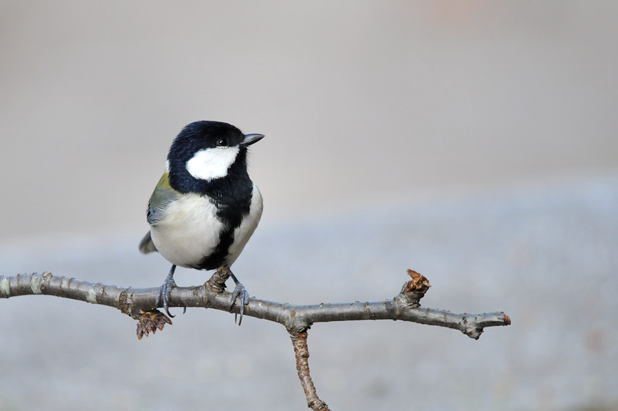 2011 11 16　公園鳥撮影_a0143491_20572560.jpg