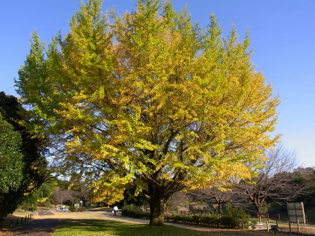 昭和記念公園_b0105897_1392323.jpg