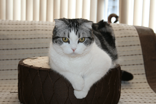 c0011300_23222194.gif