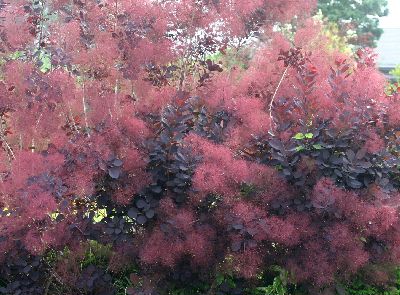 庭にどうしても植えたかった木 Violette