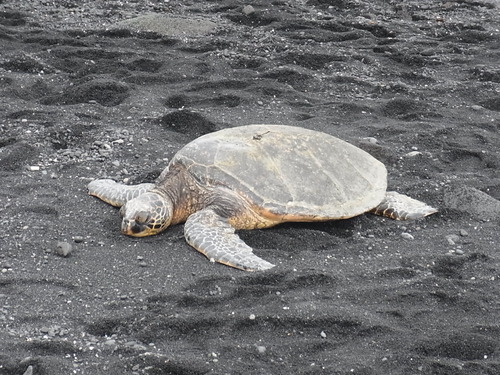 プナルウ黒砂海岸のウミガメ_d0116009_124492.jpg