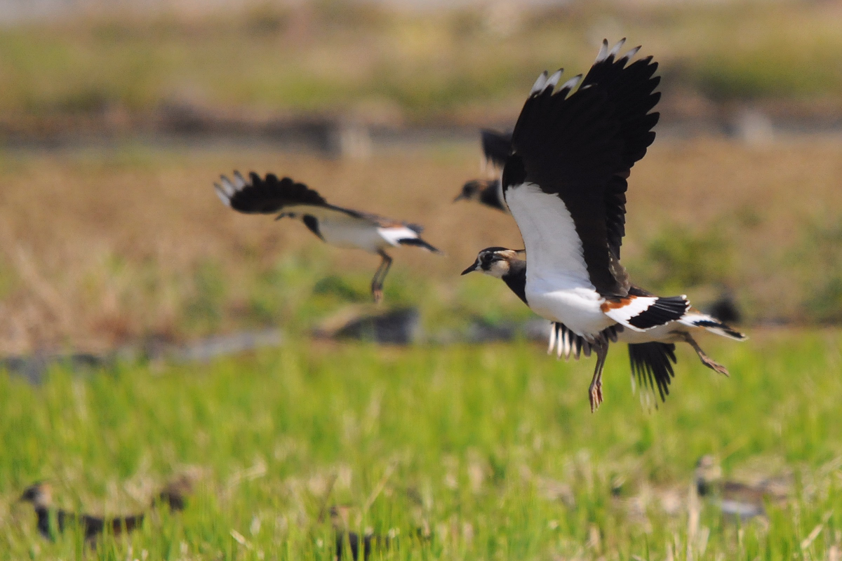 野鳥タゲリ　飛び出しの瞬間_a0189912_12571784.jpg