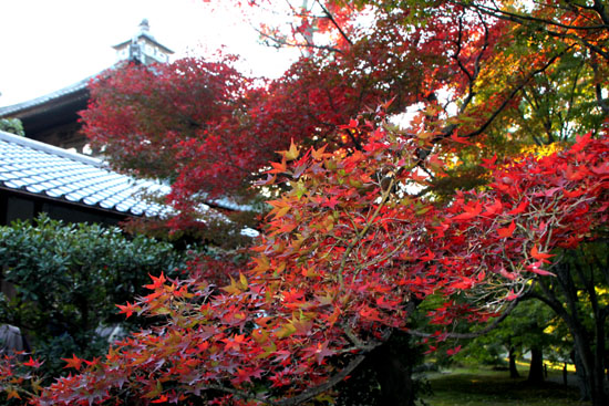 東福寺 紅葉のはじめ_e0048413_22372544.jpg