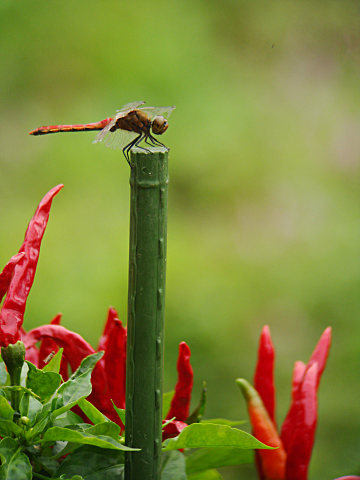 我が家の　トンボ？_f0051915_21444758.jpg