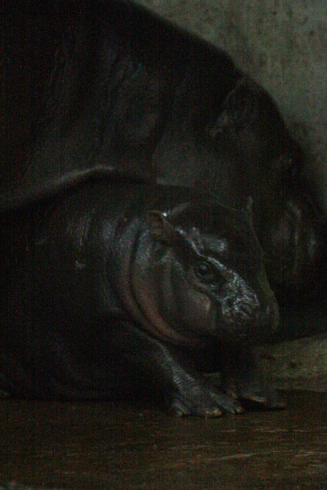 c0200118_47276.jpg