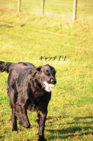 コーンとベーコンとクレソンの塩レモンチャーハン_d0104926_5551546.jpg
