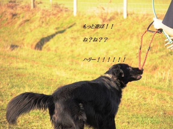 コーンとベーコンとクレソンの塩レモンチャーハン_d0104926_5563595.jpg