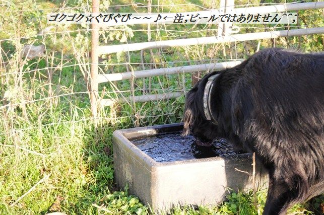 コーンとベーコンとクレソンの塩レモンチャーハン_d0104926_558295.jpg