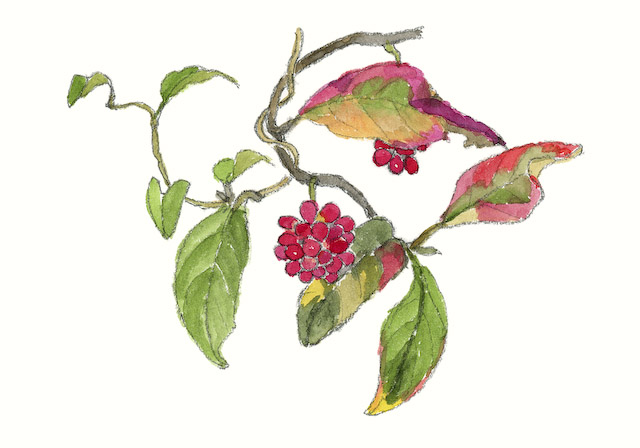 ビナンカズラ 花の記