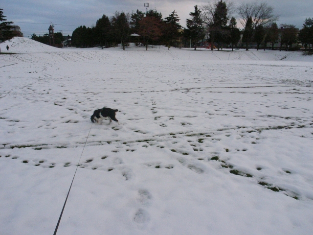 雪の公園で走り回り。_c0051132_21303752.jpg
