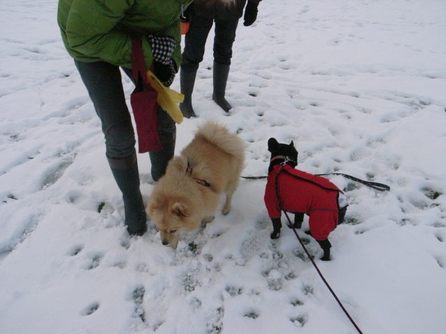 雪の公園で走り回り。_c0051132_2131424.jpg