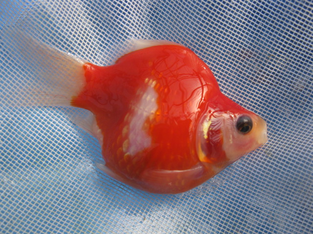 f0214235_11555370.jpg