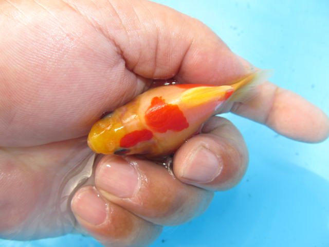 f0214235_16202488.jpg