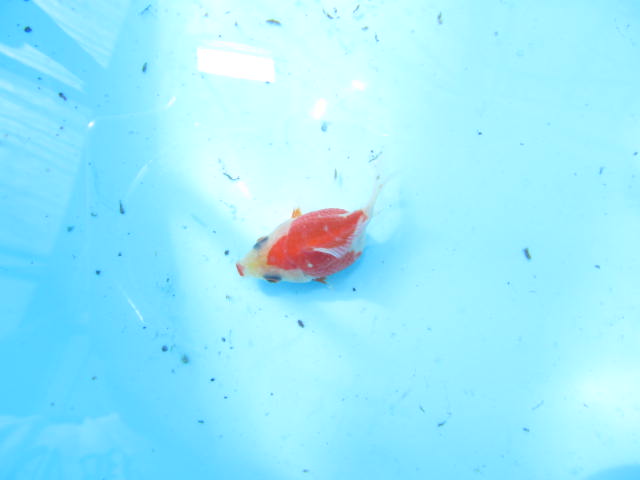 f0214235_16232792.jpg