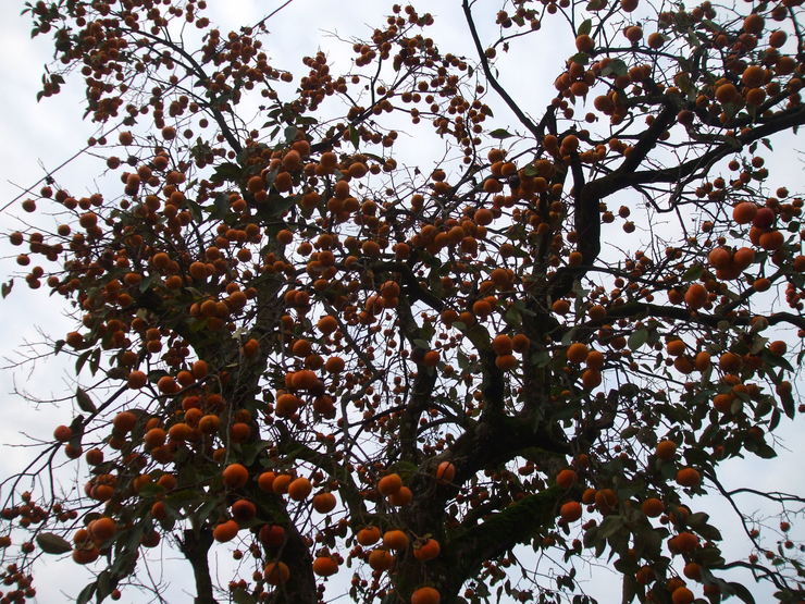 c0202242_7123829.jpg