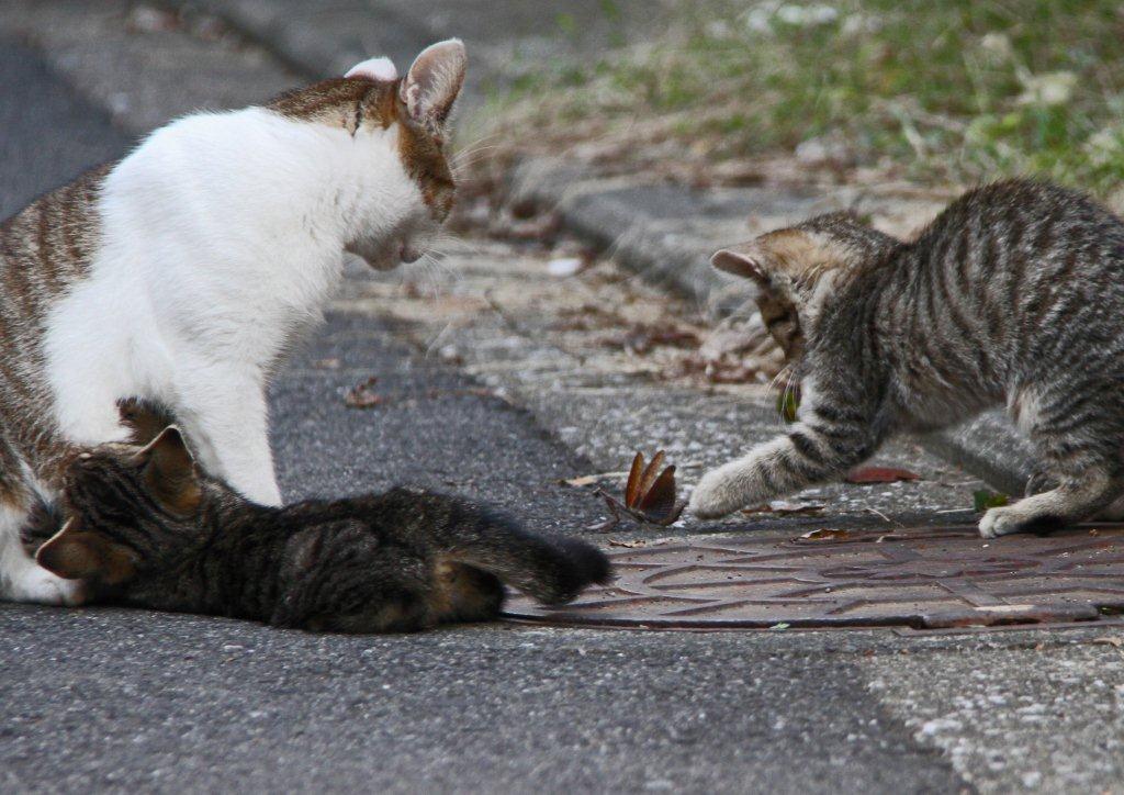 西逸見町の猫たち_c0094546_2232618.jpg