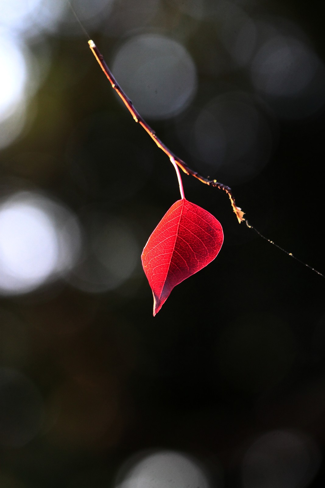 Autumn PARK - 紅い時_a0148747_640552.jpg