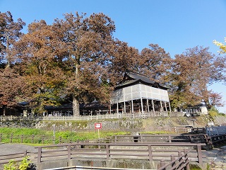 山門の欅と青空_a0084753_1152276.jpg