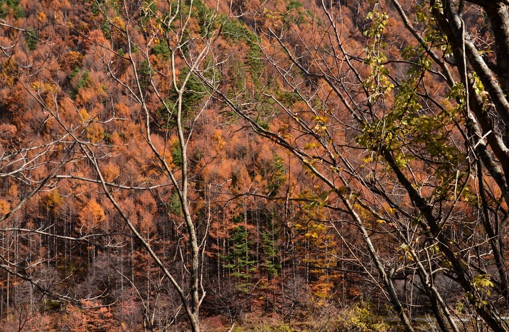 late autumn（上伊那郡・辰野町２）_e0223456_96414.jpg