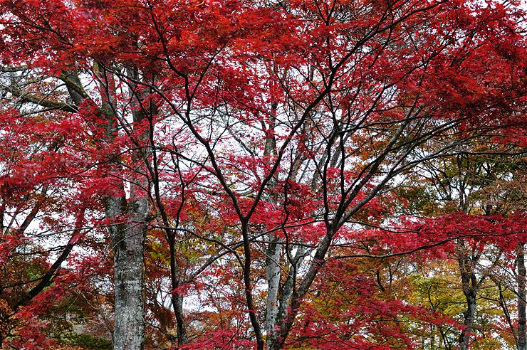 三峰神社 2 ~紅葉~_f0222161_10193127.jpg