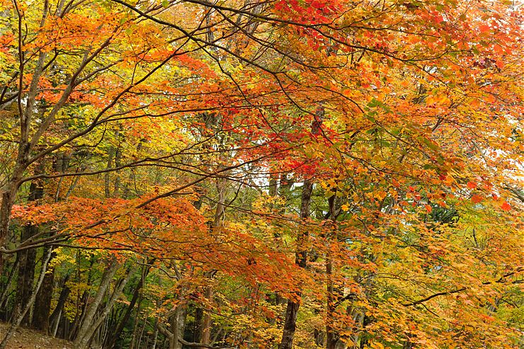 三峰神社 2 ~紅葉~_f0222161_1020113.jpg