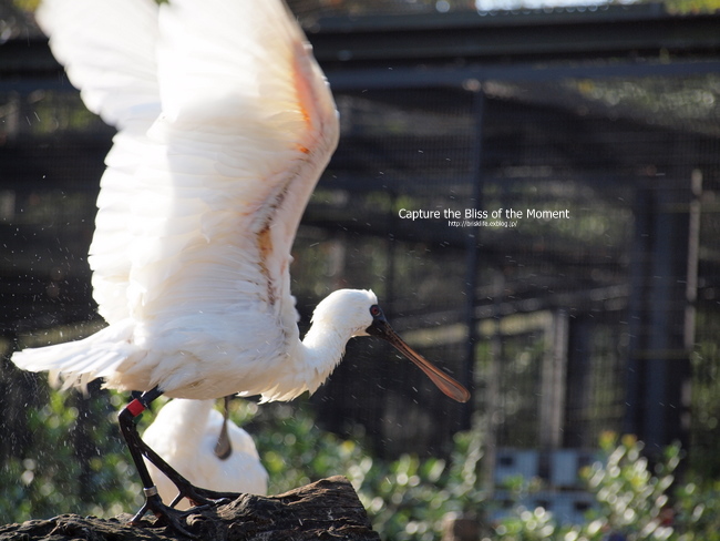 多摩動物公園(2)_e0248566_1942623.jpg