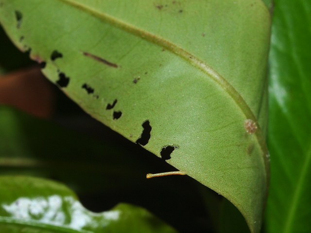 b0135573_1844393.jpg