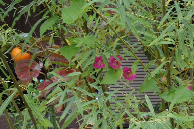 e0181373_209248.jpg