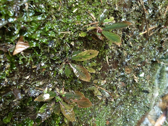 Bucephalandra sp. 