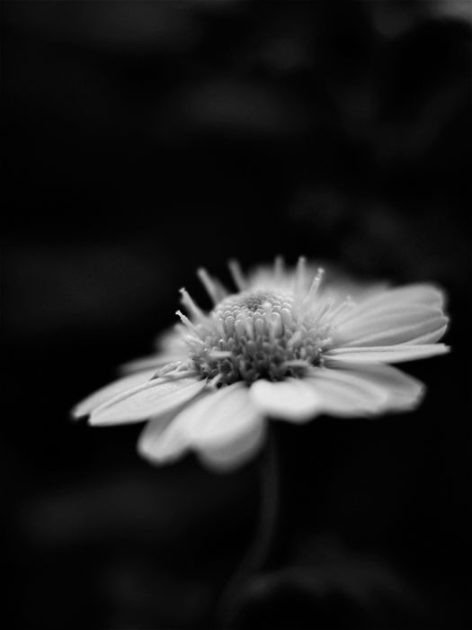 ちょこっとのお花と。_a0161380_032769.jpg