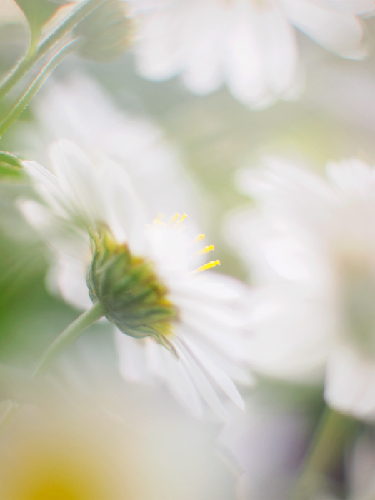 ちょこっとのお花と。_a0161380_0334482.jpg