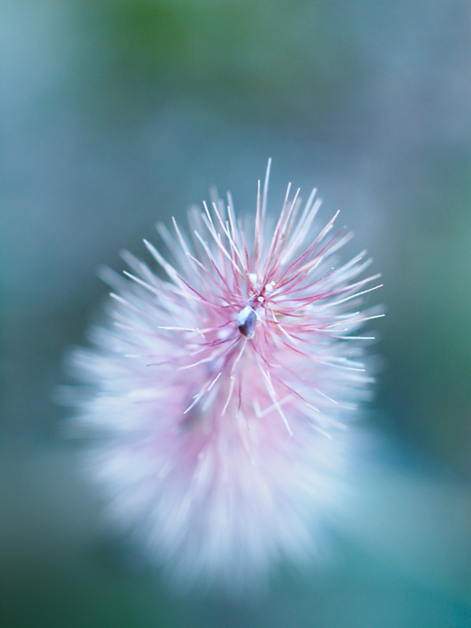 ちょこっとのお花と。_a0161380_051238.jpg