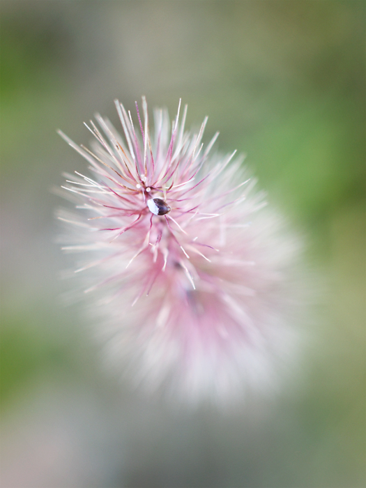 ちょこっとのお花と。_a0161380_052313.jpg