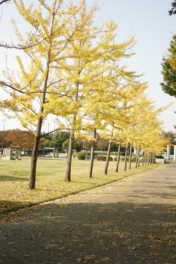 神戸市西区西神中央公園の銀杏並木が綺麗な黄葉になりました　on　2011-11-17_b0118987_17364785.jpg