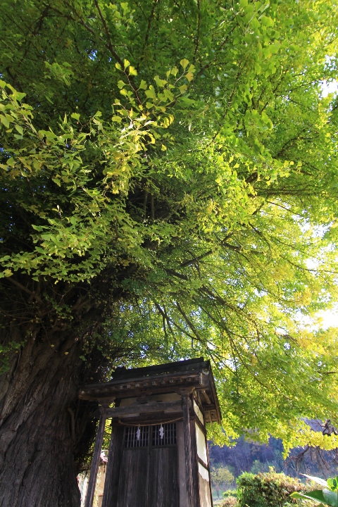 飯山市神戸と木島平村和栗の大イチョウ_e0162089_1942276.jpg