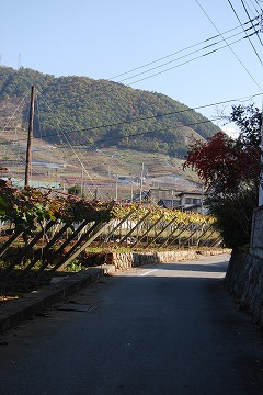 勝沼ワイナリーめぐり 2011_c0124100_1632759.jpg