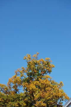 勝沼ワイナリーめぐり 2011_c0124100_165494.jpg