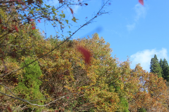 c0227403_17525215.jpg