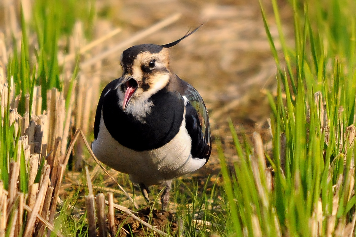 野鳥タゲリのポートレート_a0189912_22542830.jpg